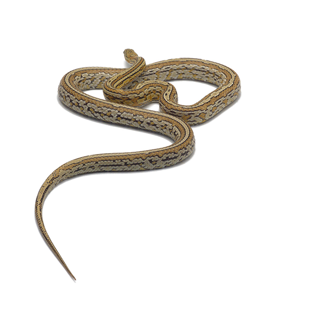 Caramel Tessera Pos. Het Butter Corn Snake