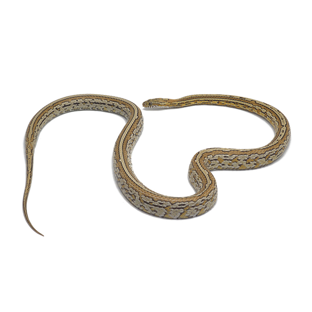 Caramel Tessera Pos. Het Butter Corn Snake
