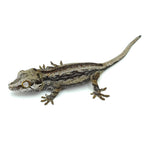 Gargoyle Gecko