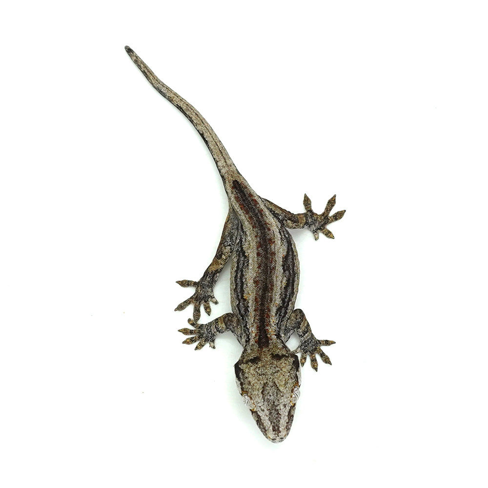 Gargoyle Gecko