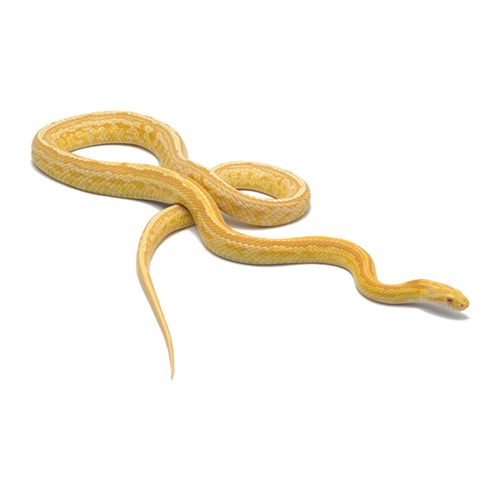 Butter Tessera Corn Snake