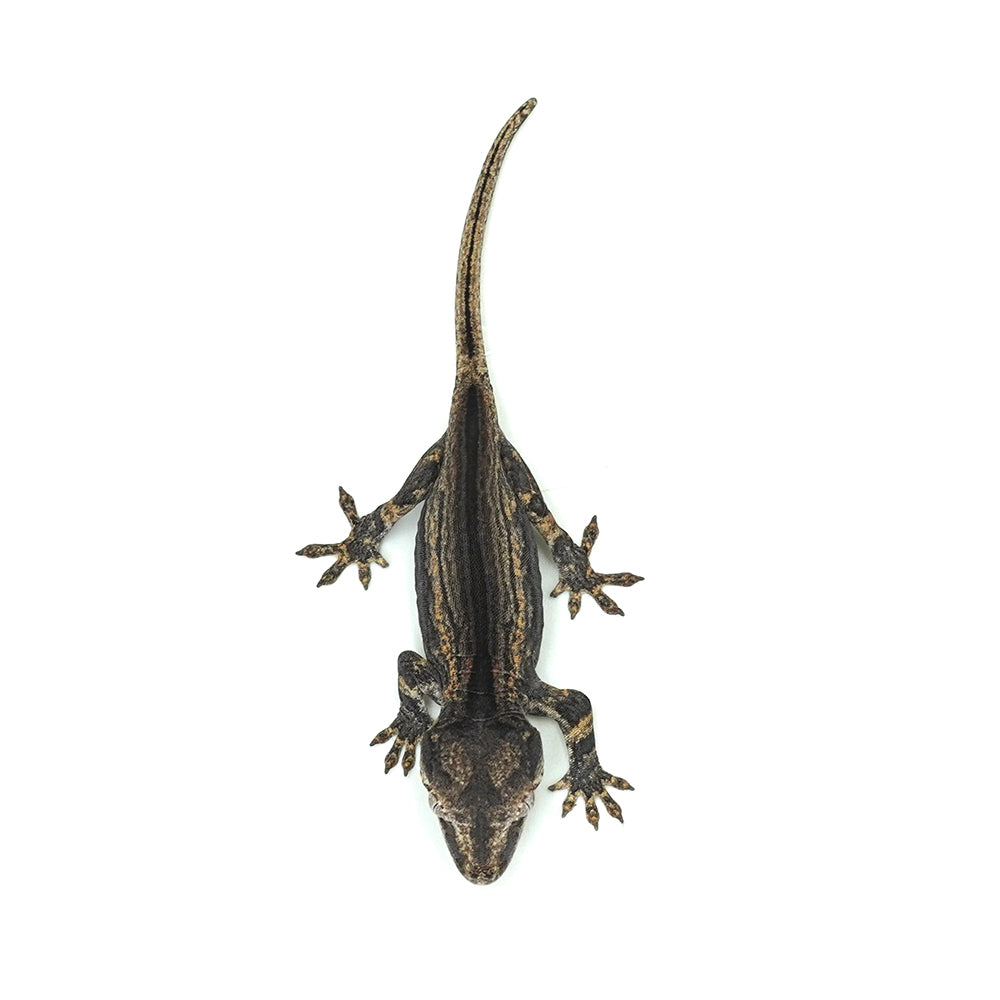 Gargoyle Gecko