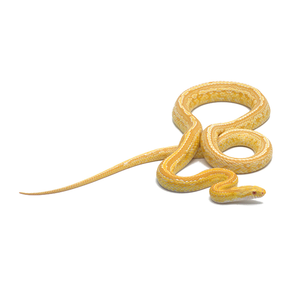 Butter Tessera Corn Snake