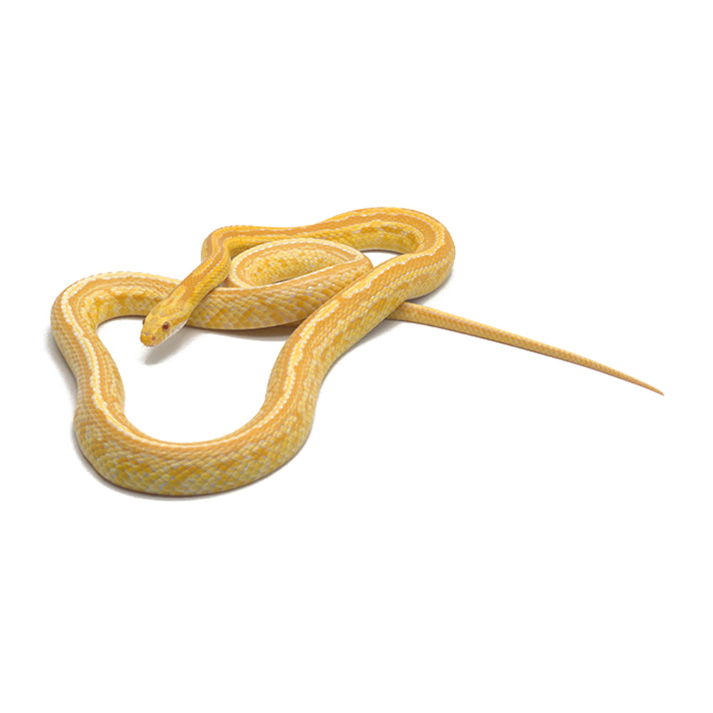 Butter Tessera Corn Snake