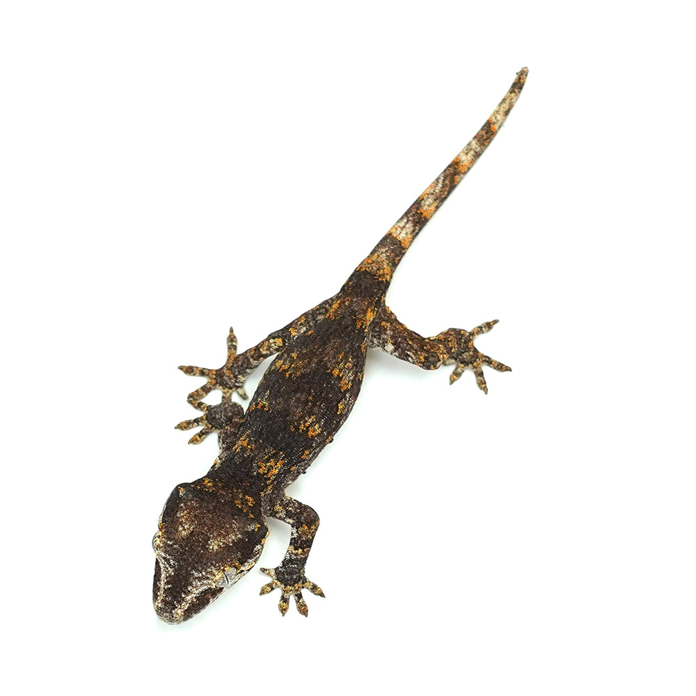Gargoyle Gecko