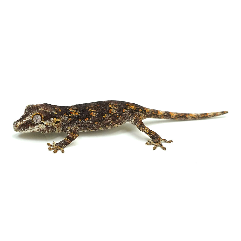 Gargoyle Gecko