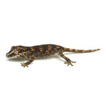 Gargoyle Gecko