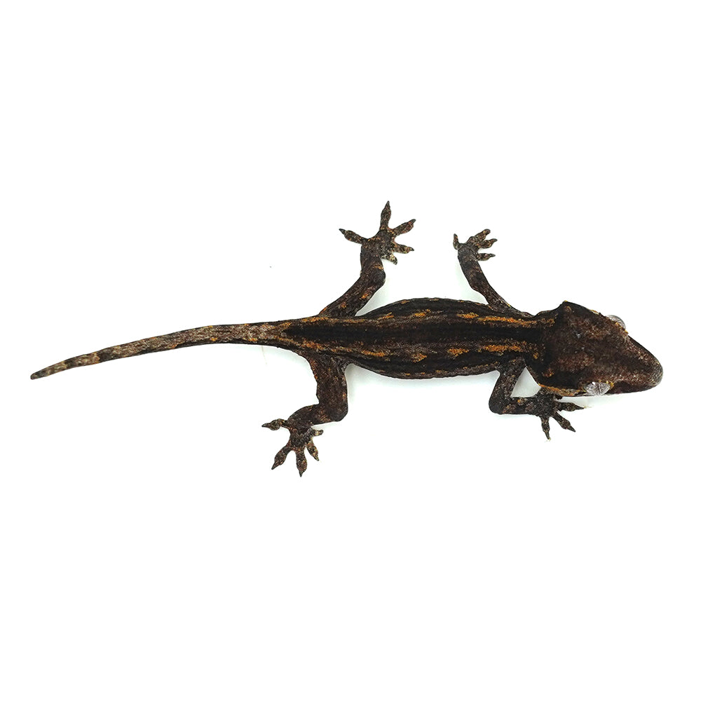 Gargoyle Gecko