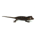 Gargoyle Gecko