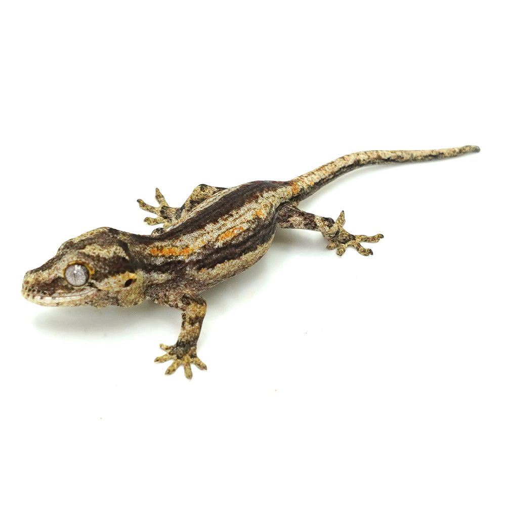 Gargoyle Gecko