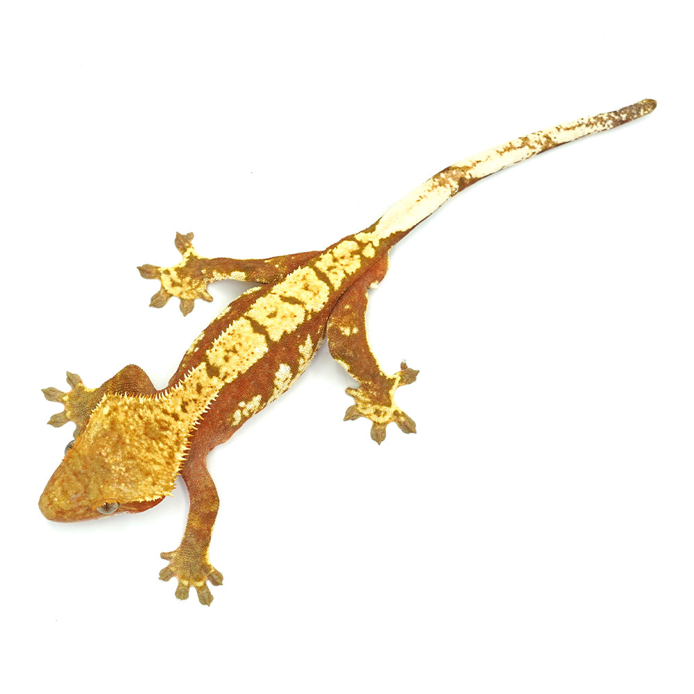 Red Harlequin Crested Gecko