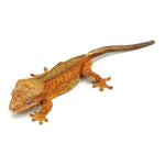 Red Patternless Crested Gecko