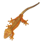 Red Patternless Crested Gecko