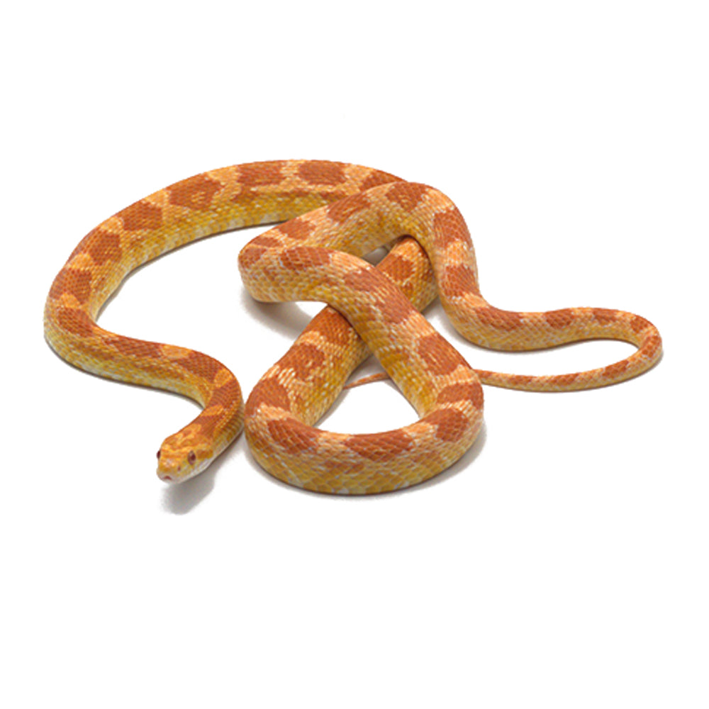 Albino Het. Butter Pos. Snow Corn Snake