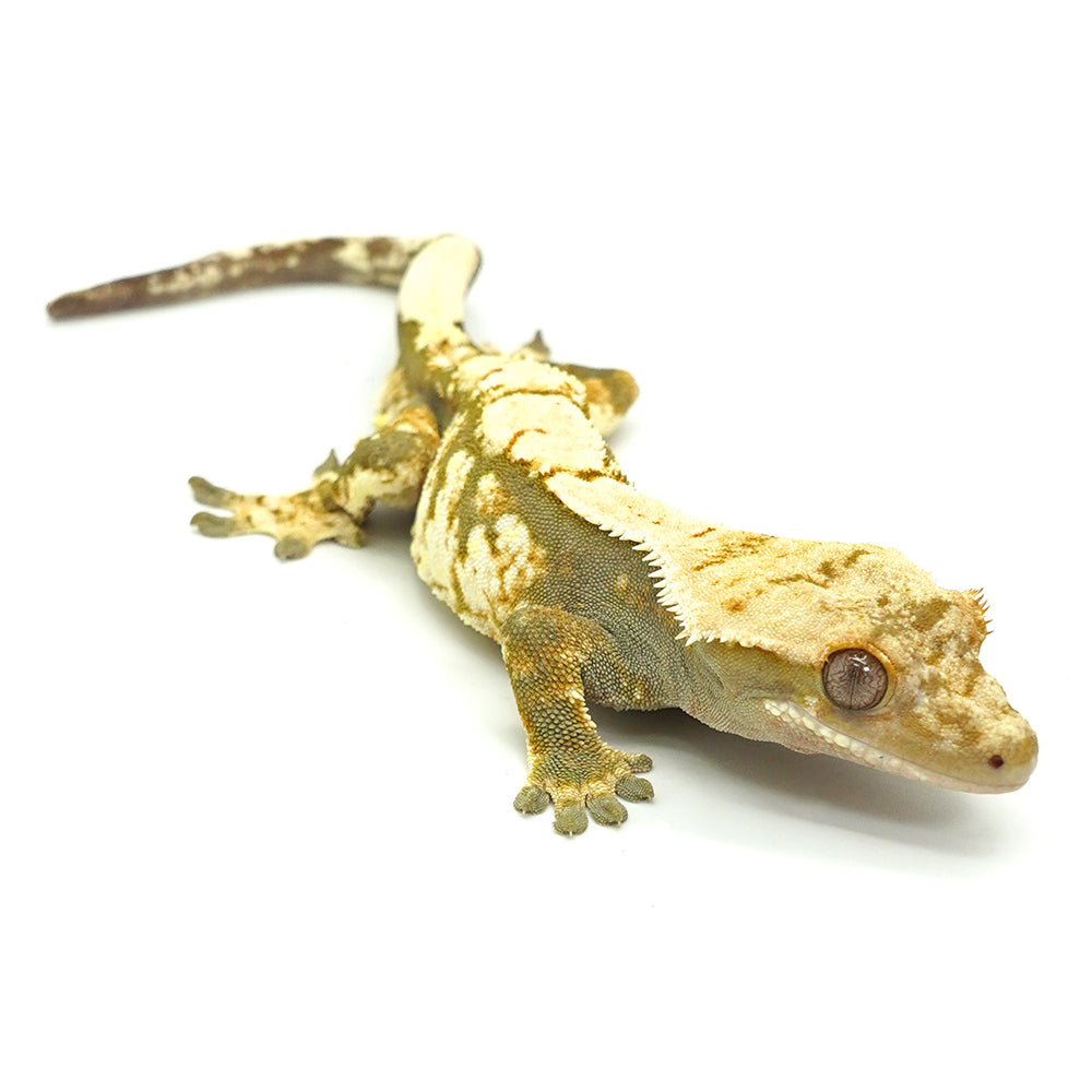 Black & White Harlequin Crested Gecko