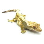 Black & White Harlequin Crested Gecko