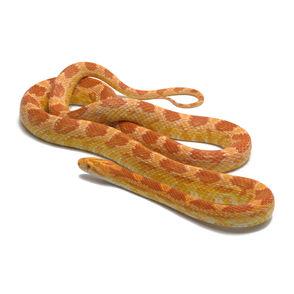 Albino Het. Butter Pos. Snow Corn Snake