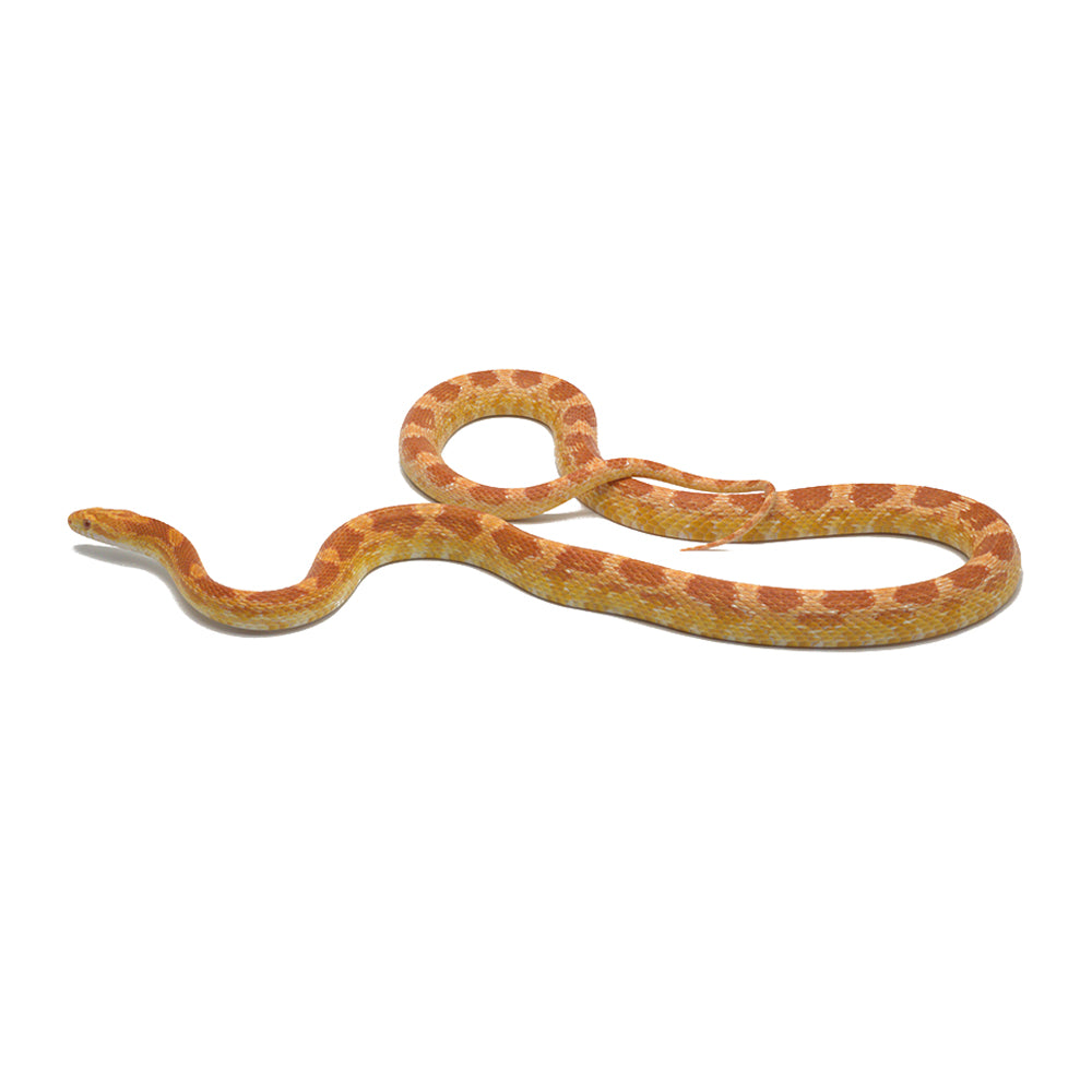 Albino Het. Butter Pos. Snow Corn Snake