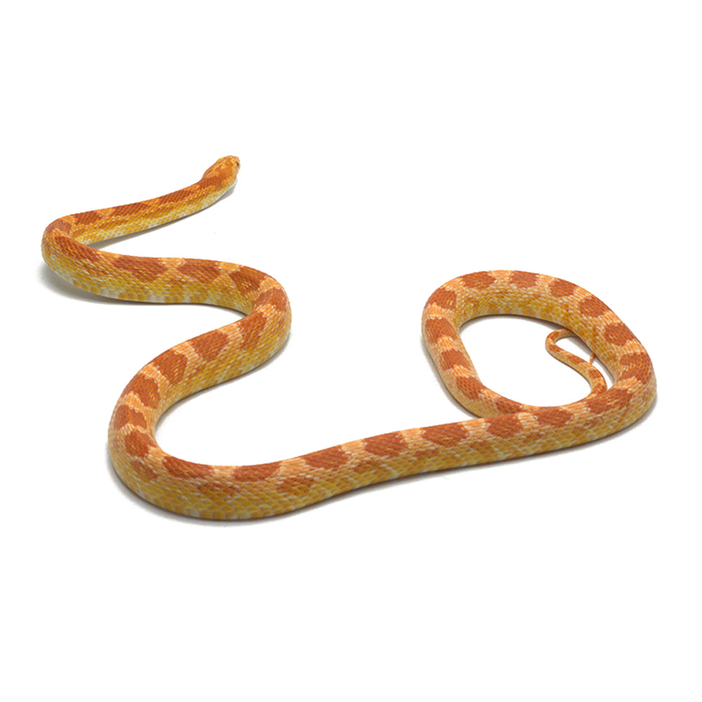 Albino Het. Butter Pos. Snow Corn Snake
