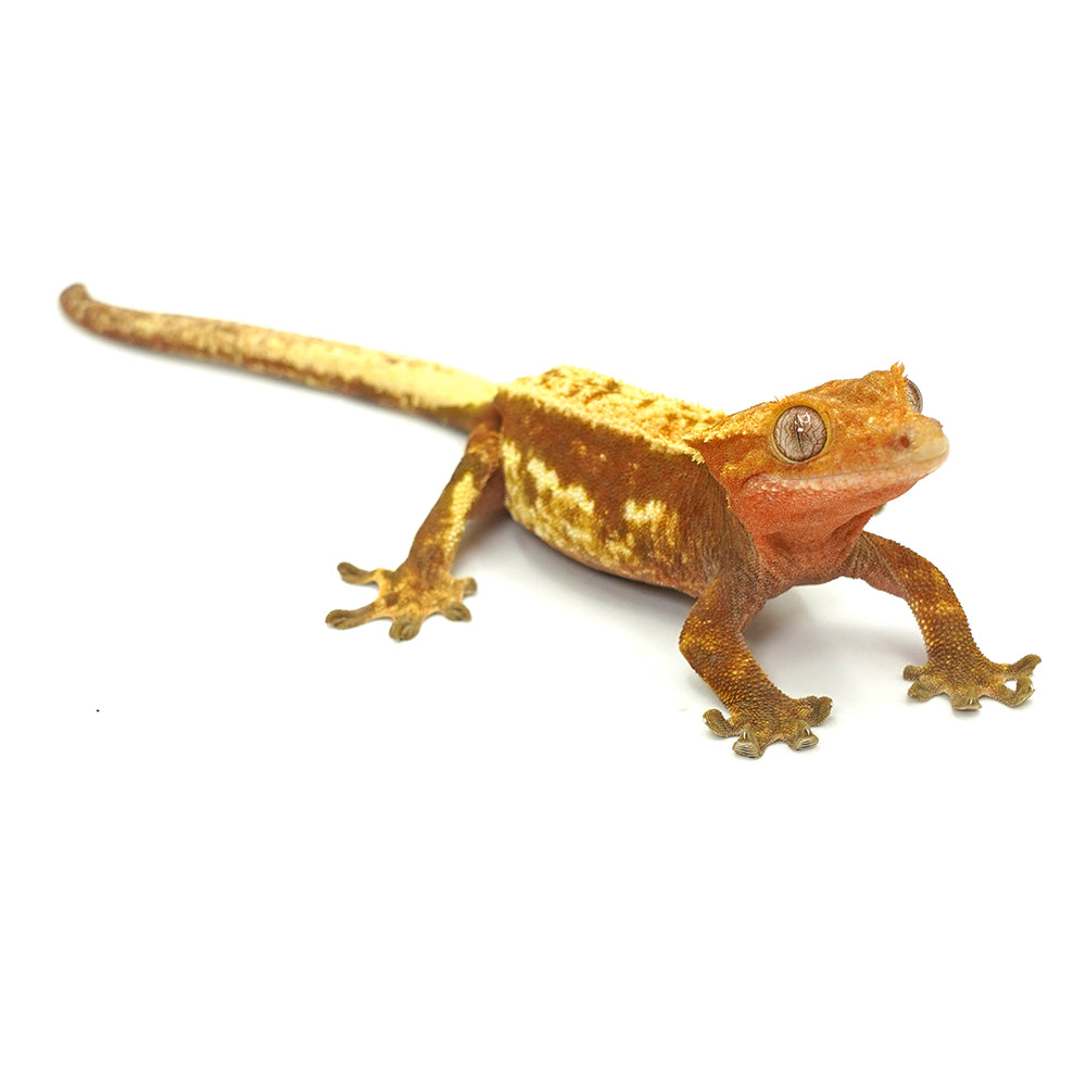 Red Partial Striped Crested Gecko