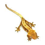 Red Partial Striped Crested Gecko