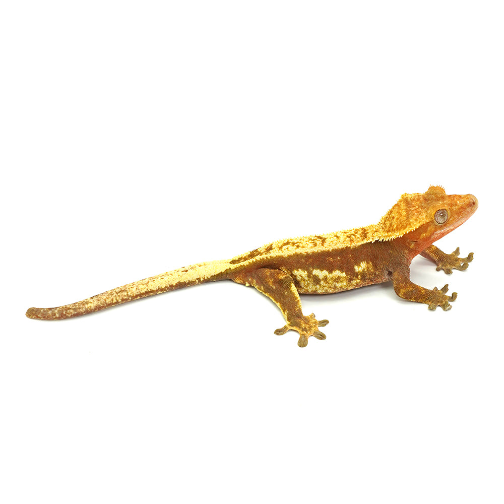 Red Partial Striped Crested Gecko