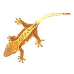 Red Partial Striped Crested Gecko