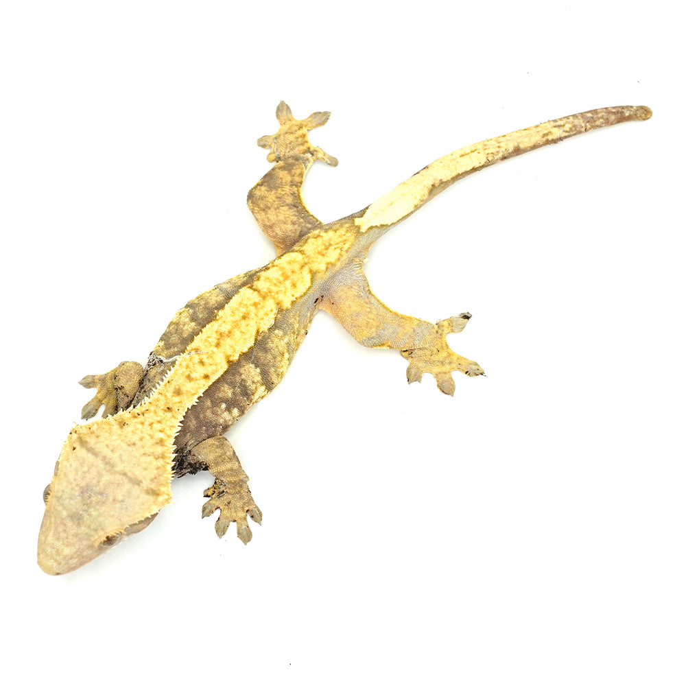 Yellow Halloween Crested Gecko
