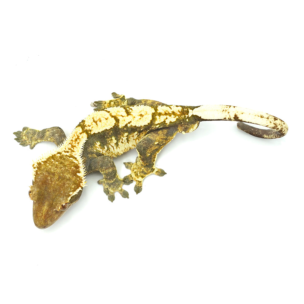 Black & White Harlequin Crested Gecko