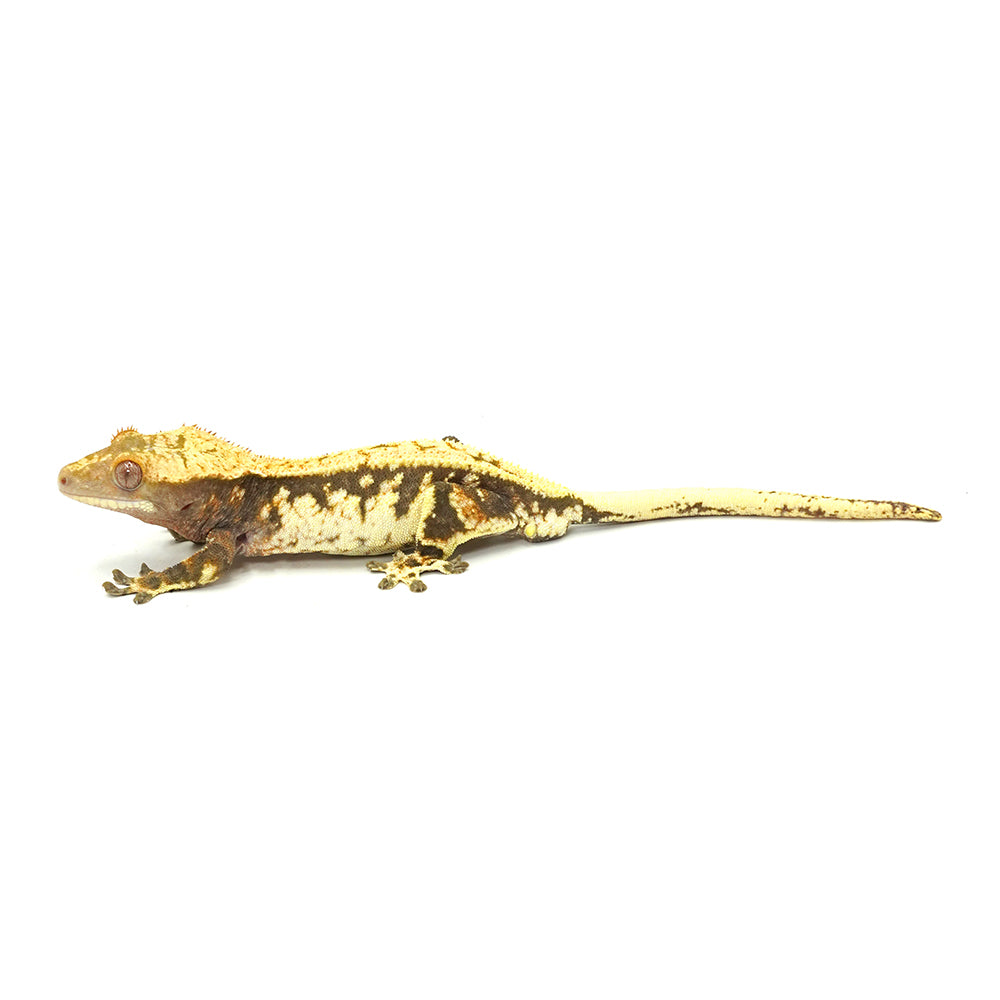White Full Pinstripe Crested Gecko