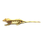 White Full Pinstripe Crested Gecko