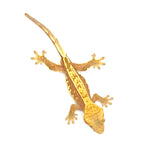 Red Partial Striped Crested Gecko
