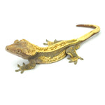 Harlequin Crested Gecko