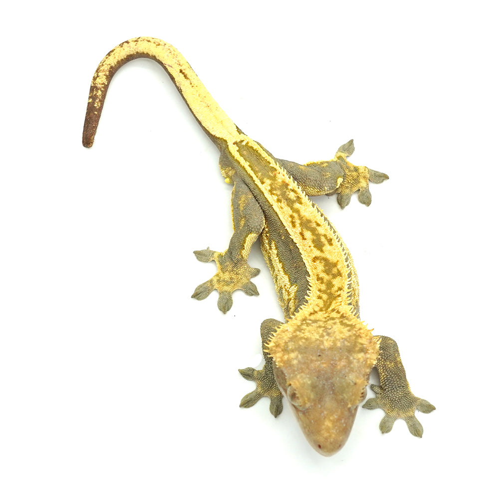 Harlequin Crested Gecko
