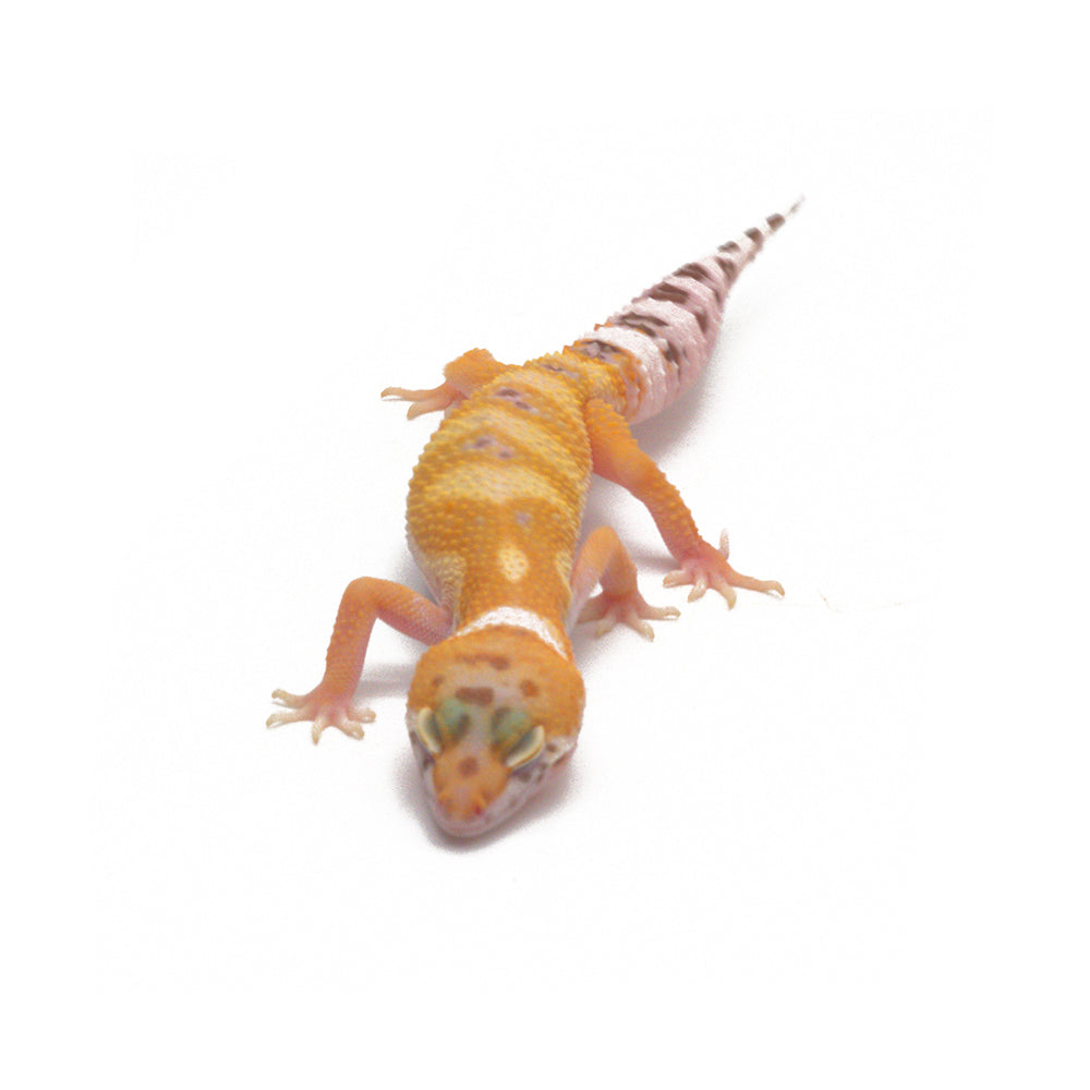 Sunglow Leopard Gecko