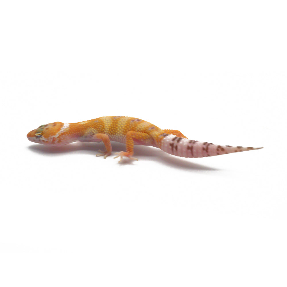 Sunglow Leopard Gecko