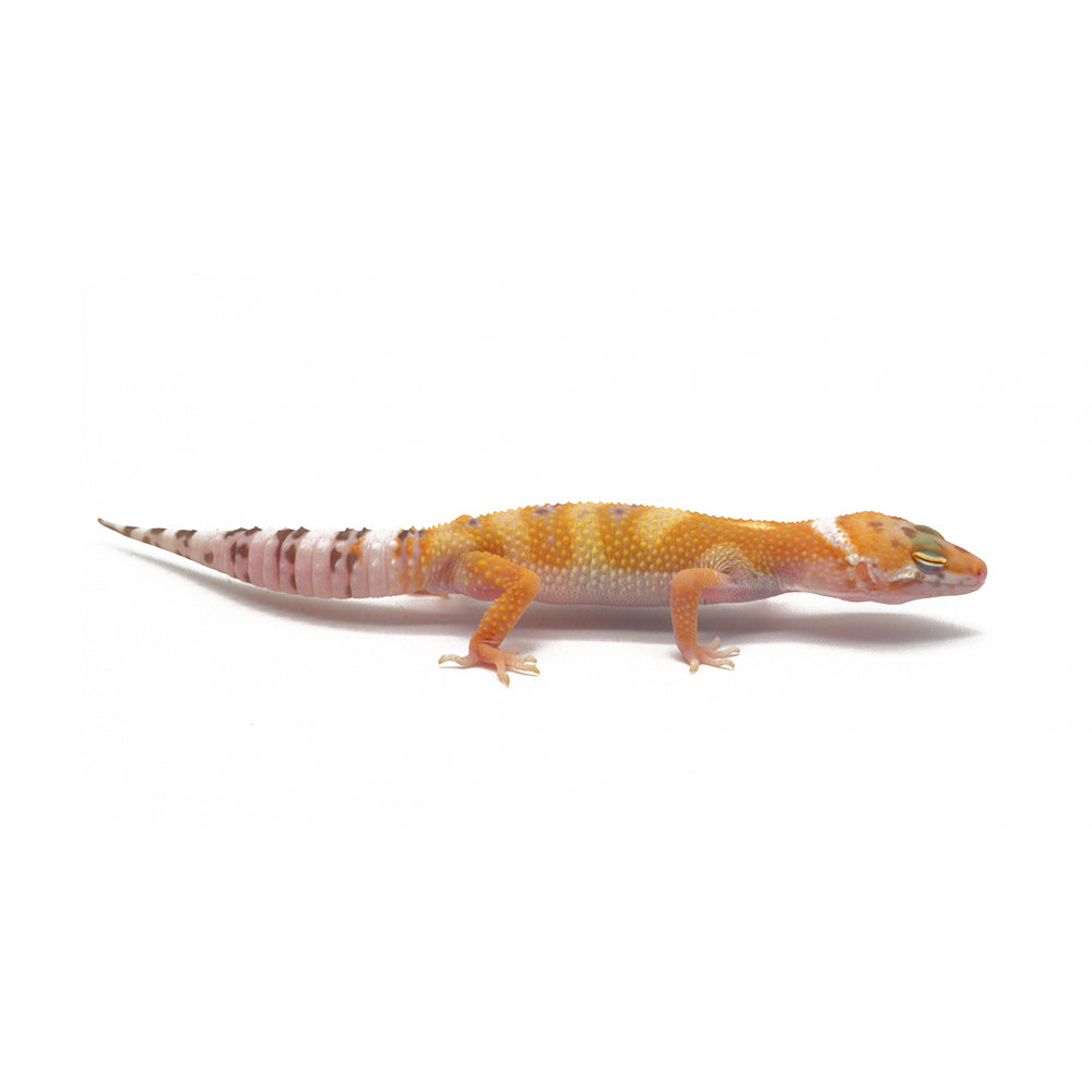 Sunglow Leopard Gecko