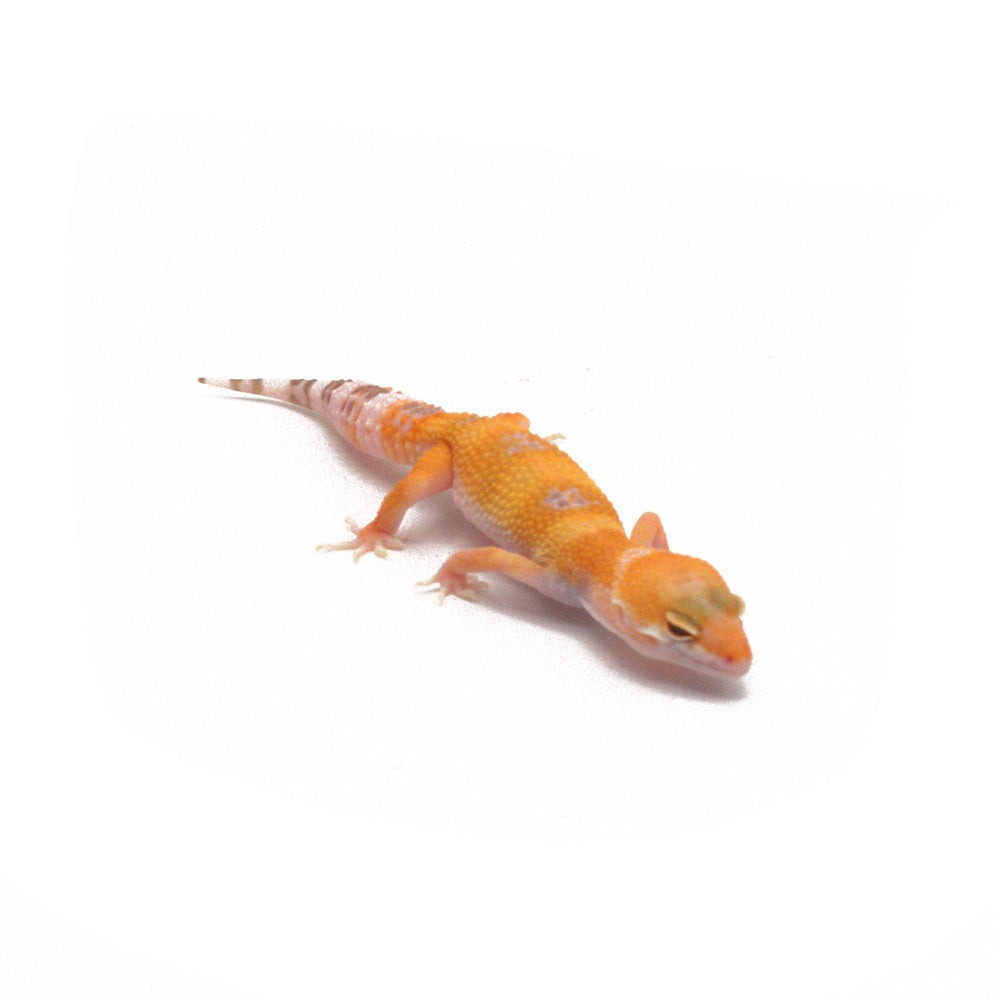 Sunglow Leopard Gecko
