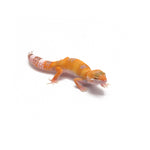 Sunglow Leopard Gecko