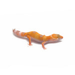 Sunglow Leopard Gecko