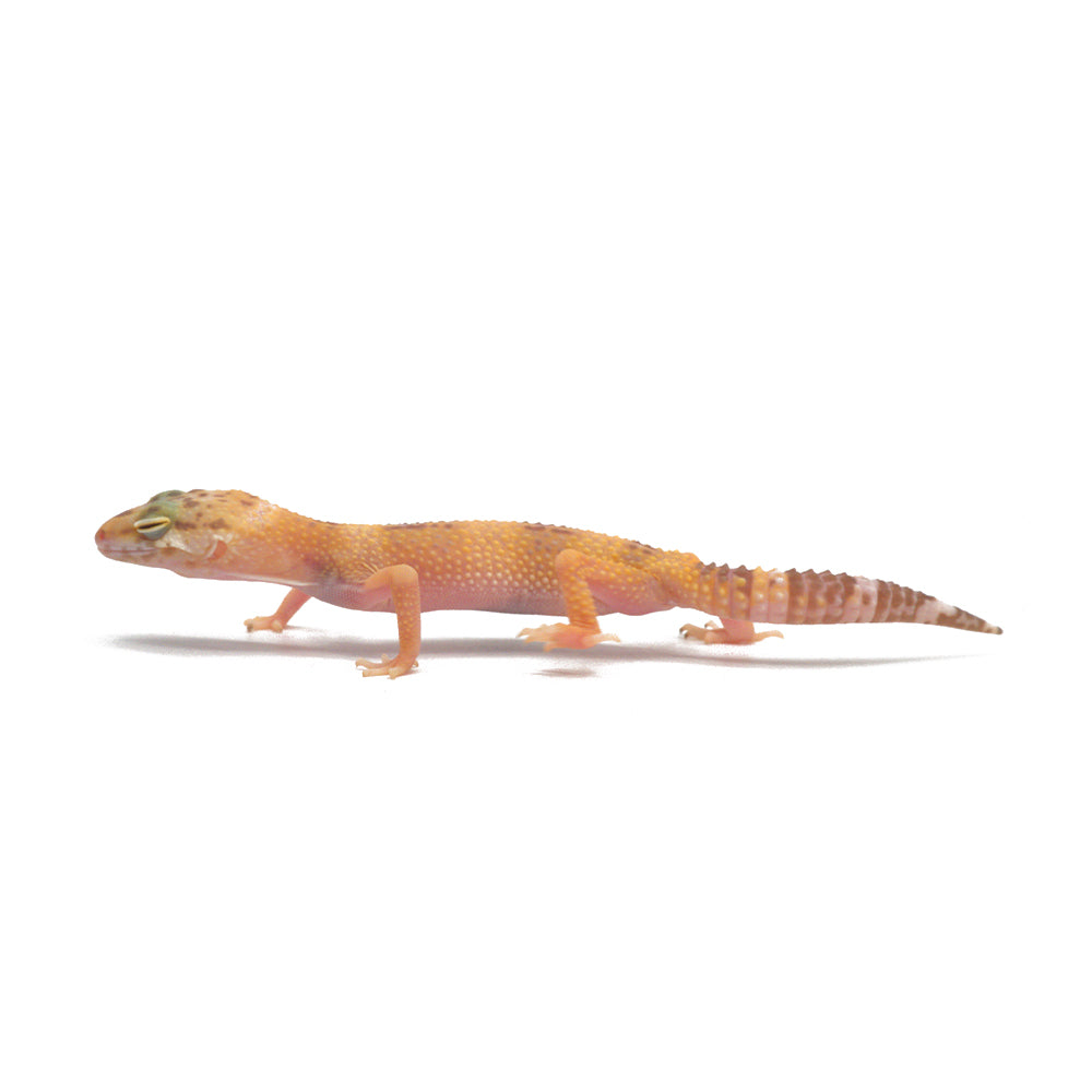 Tangerine Temper Albino Leopard Gecko