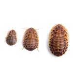Live Feeder Dubia Roaches M (pack of 20 PCS)