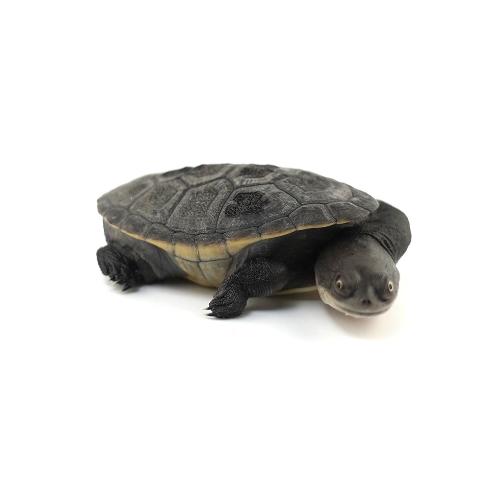 Eastern Long-necked Turtle 6-7cm