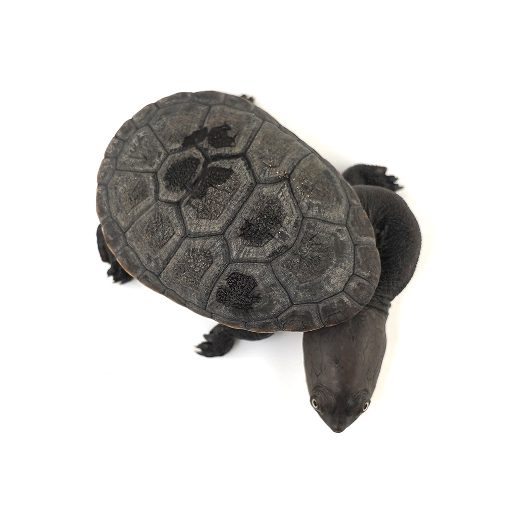 Eastern Long-necked Turtle 6-7cm