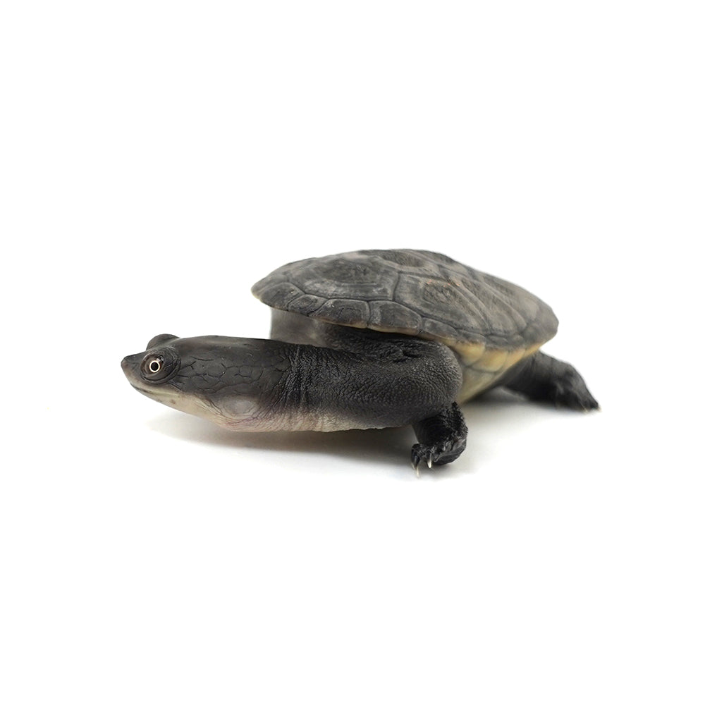 Eastern Long-necked Turtle 6-7cm