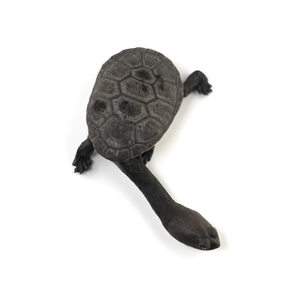 Eastern Long-necked Turtle 6-7cm