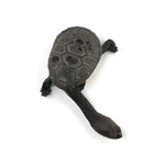 Eastern Long-necked Turtle 6-7cm
