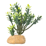 Hobby Euphorbia 15x7x17cm