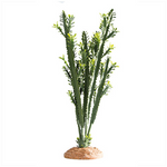 Hobby Euphorbia 25x10x49cm