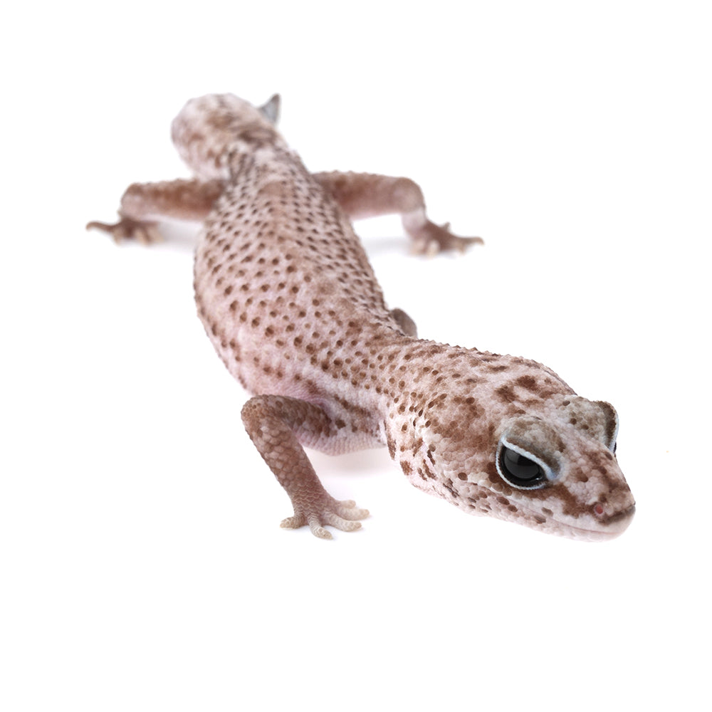 Oreo Patternless African Fat-Tailed Gecko